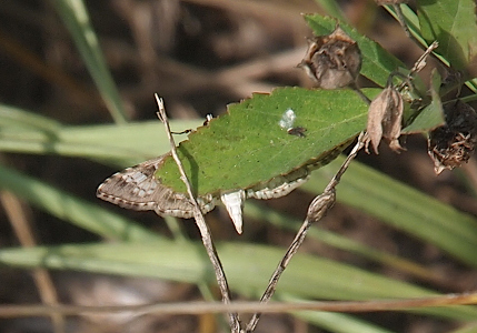 [A leaf covers nearly all of one wing, most of the body, and half of the other wing as the moth hangs below the leaf. The underside of the body is white and ends ina triangular shape. The wings are edged with stripes, but the inner part is shades of brown and grey.]